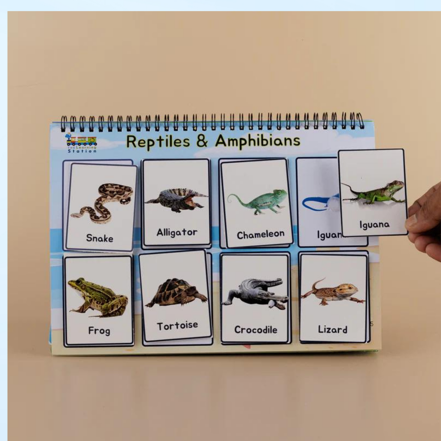 Animal & Birds Binder